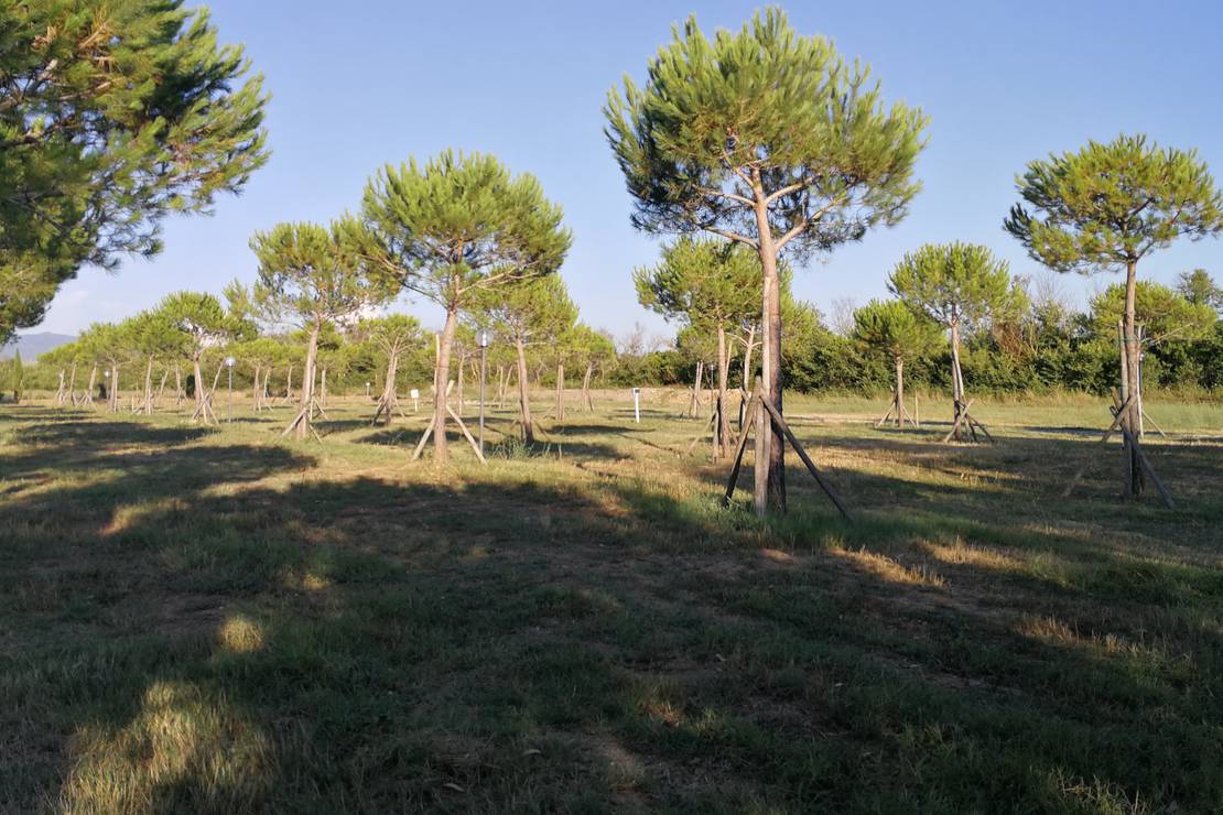 CAMPING VILLAGE IL GINEPRINO 4