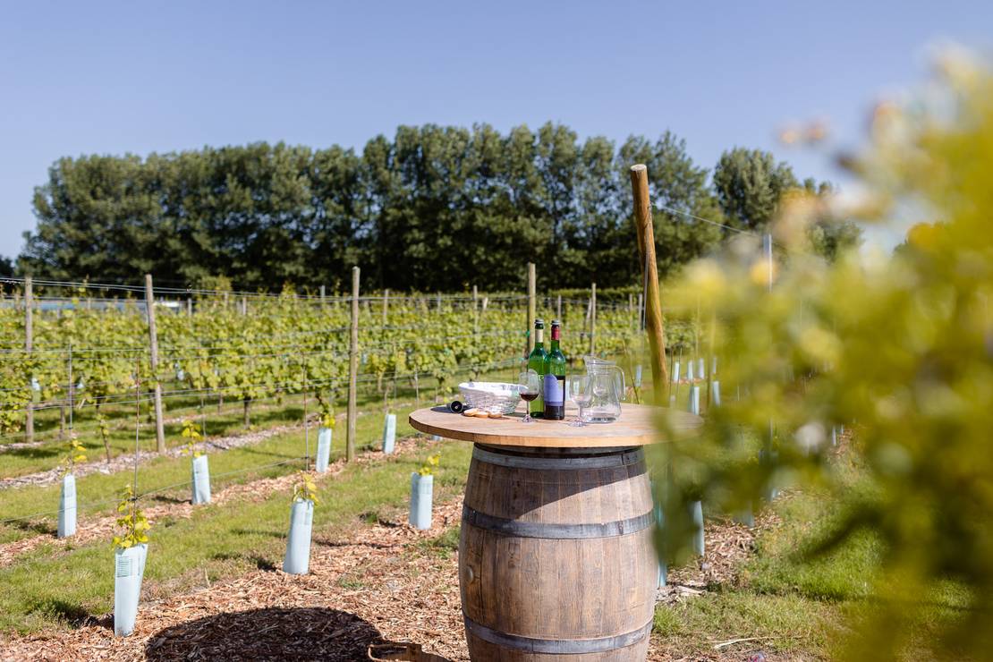 Minicamping & wijngaard Westerhoeve 4