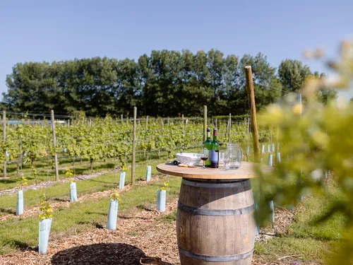 Minicamping & wijngaard Westerhoeve 3