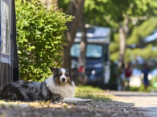 Camping Zelena Laguna 8