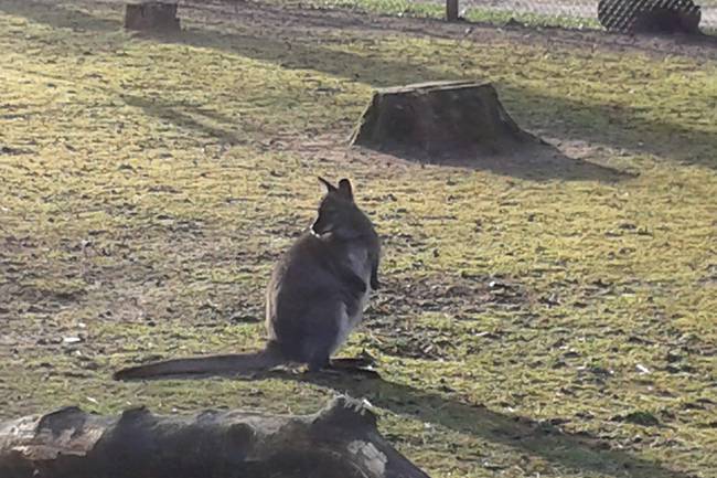 Unsere Wallaby Kängurus