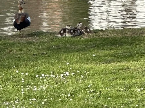 Campingplatz unterm Dilsberg 9