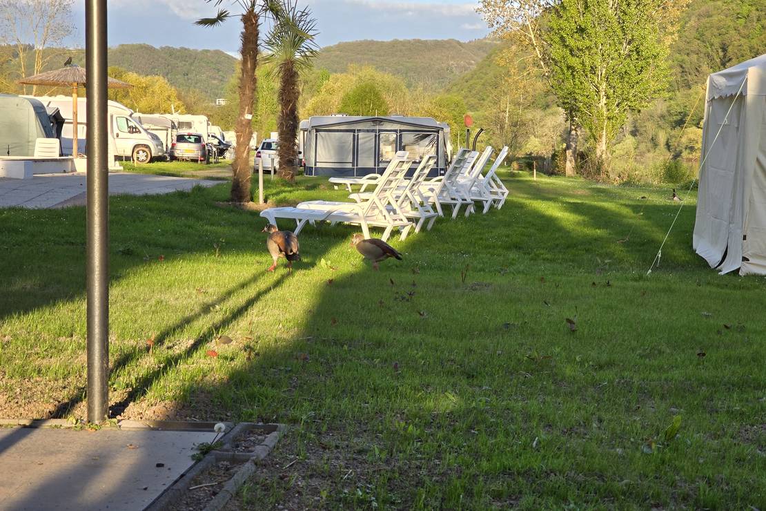 Campingplatz Mosel Wunder 10