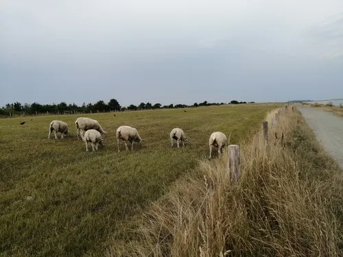 Campingplatz Puttgarden 7