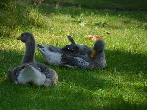 Campingplatz Waldhaus Allertal Hademstorf 6