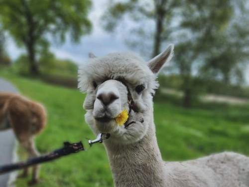 Campingplatz Weserterrassen Polle image 2