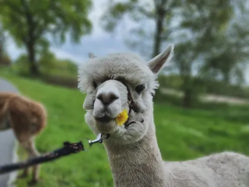 Campingplatz Weserterrassen Polle 7