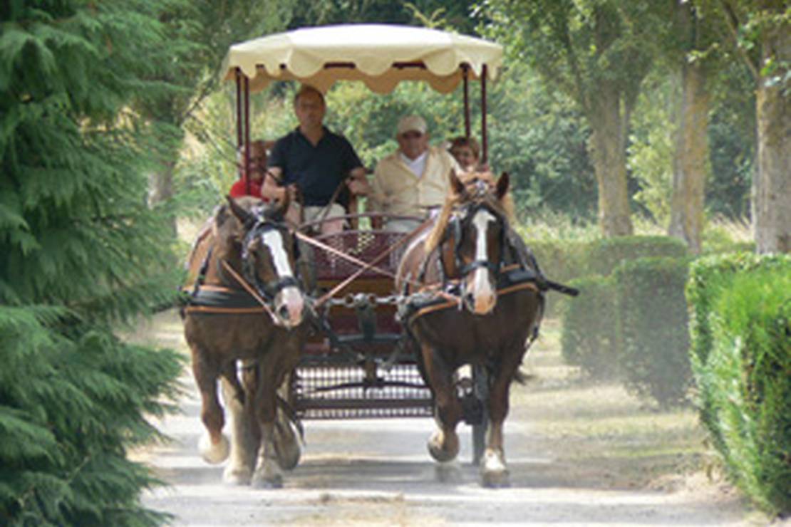 Flower Camping la Promenade 4