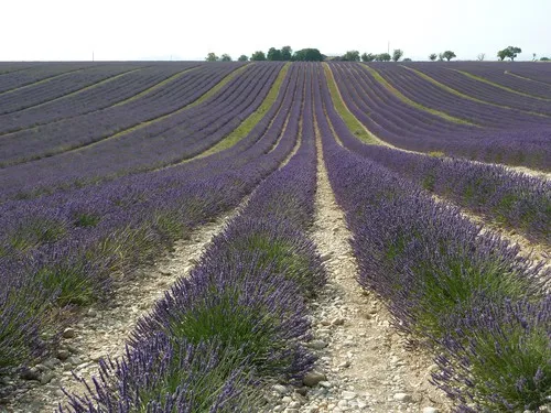 Flower Camping la Rivière 5