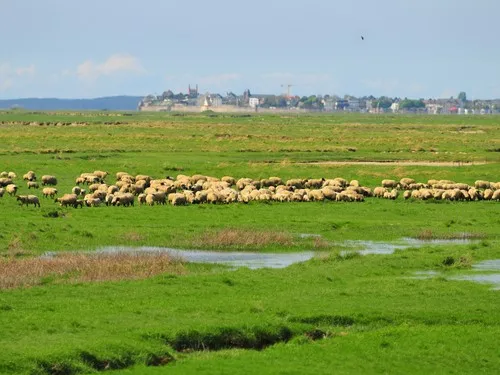 Flower Camping les Aubepines 5