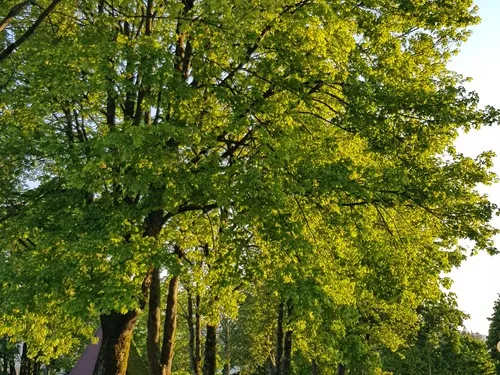 Franz Josef's Landresort „Naturcamping-Gottsdorf“ 6