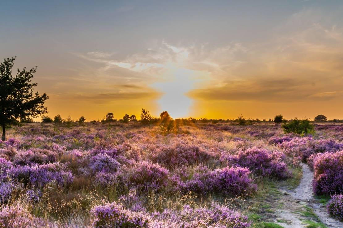 Heidepark Veluwschkarakter 4