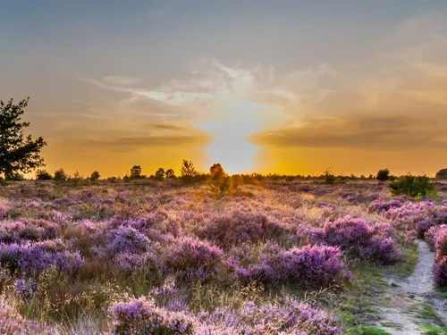 Heidepark Veluwschkarakter 3