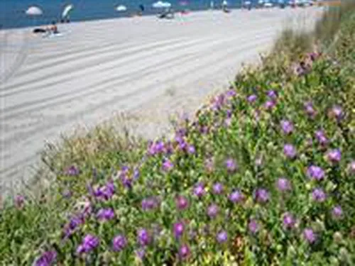 Il Campeggio di Capalbio 5