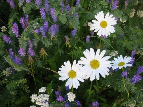 Jokitörmä Camping 6