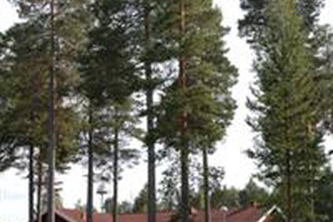 Junsele Camping image 0
