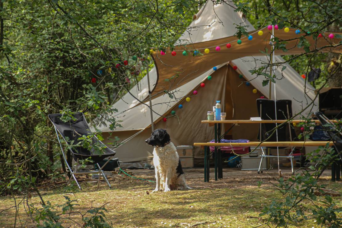 Landgoedcamping Het Meuleman 5