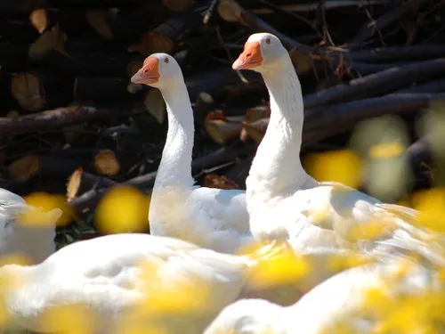 Le Carbonaie Agricampeggio 5