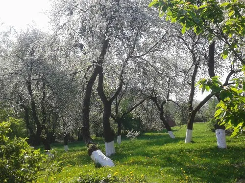 Lindenhof Rybinski-Wagner 5