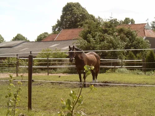 Minicamping de Wolvenhoeve 3