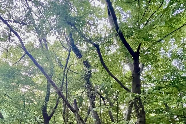 Je loopt zo vanaf de camping het bos in.
