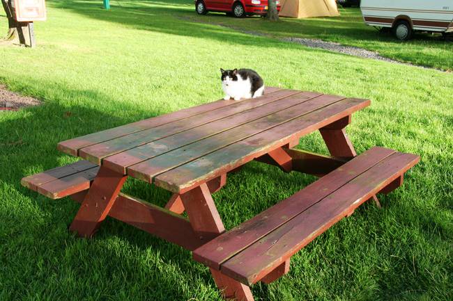 von Alltest.de - Campingplatz - Katze 