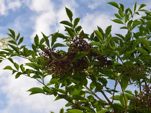 Natur- und Freizeiterlebnis Teichcamp 5