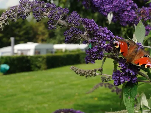 Naturisten camping Natupark Het Verlaat (FKK) 5