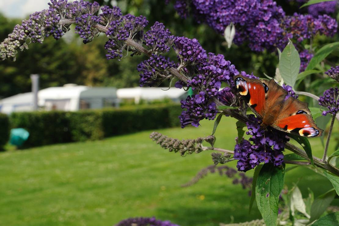 Naturisten camping Natupark Het Verlaat (FKK) 6