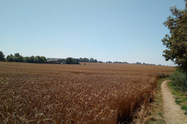 Fußweg nach Rerik