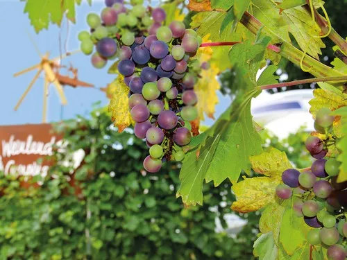 Südsteirisches Weinland-Camping 6