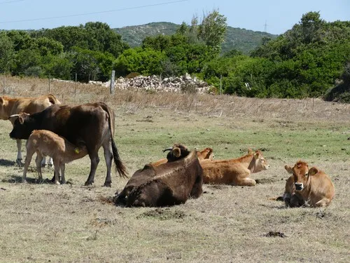 Agricamping - Agriturismo Petra di Cossu 5