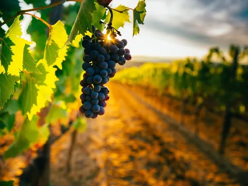 Village Camping Les Vignes 3