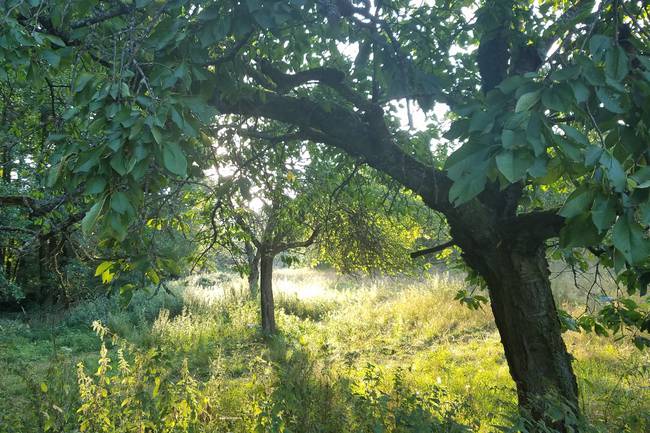 Obststreuwiese am Rande des Waldes.