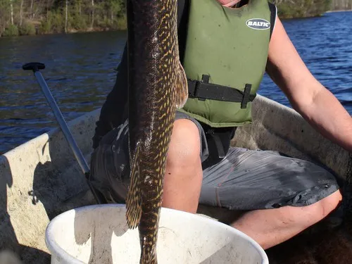 Wanha Autti Camping 5