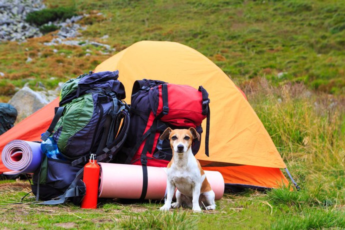 Camping mit Hund in Deutschland, Zelt, Haustierausweis, EU-Heimtierausweis